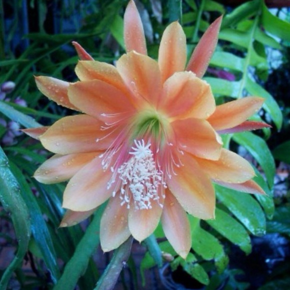 King Midas Orchid Cactus  Unrooted Cutting - Picture 2 of 5